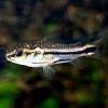 Corydoras Pygmaeus Coridora Enana, Corydora Enana,