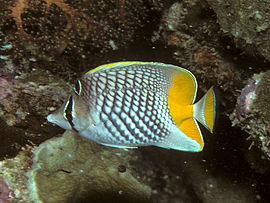 270px bep chaetodon xanthurus