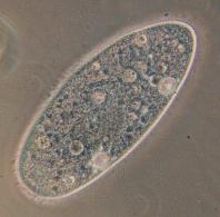 375px paramecium