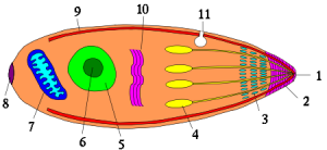 apicomplexa structure