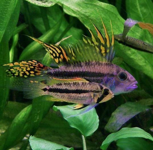 Apistogramma Cacatuoides Cacatúa, Cíclido Enano Cacatúa