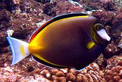 Acanthurus japonicus recorte