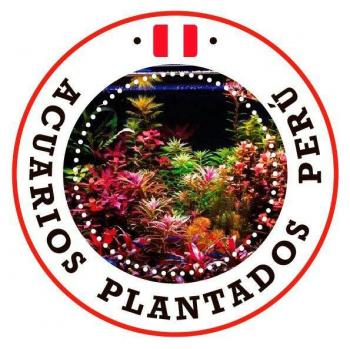 Acuarios plantados peru 20190614 223940