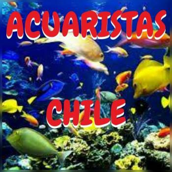 Acuaristas chile 20190408 212004
