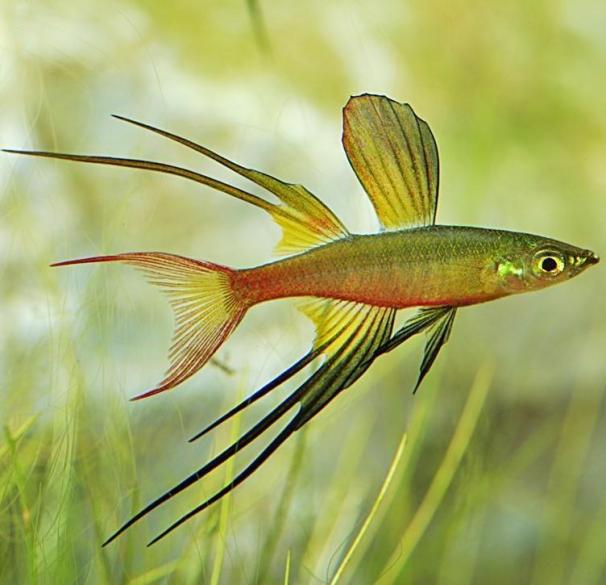 Iriatherina Werneri Arco Iris de Aleta Filamentosa, Arcoíris de Aleta Hebra