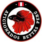 Aficionados bettas peru 20190614 223929