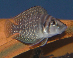 Altolamprologus calvus ciclido nacarado