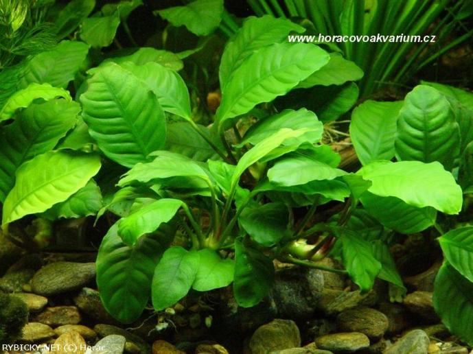 Anubia barteri coffeefolia