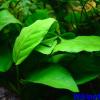 Anubia barteri var caladiifolia