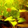 Anubias gracilis slender