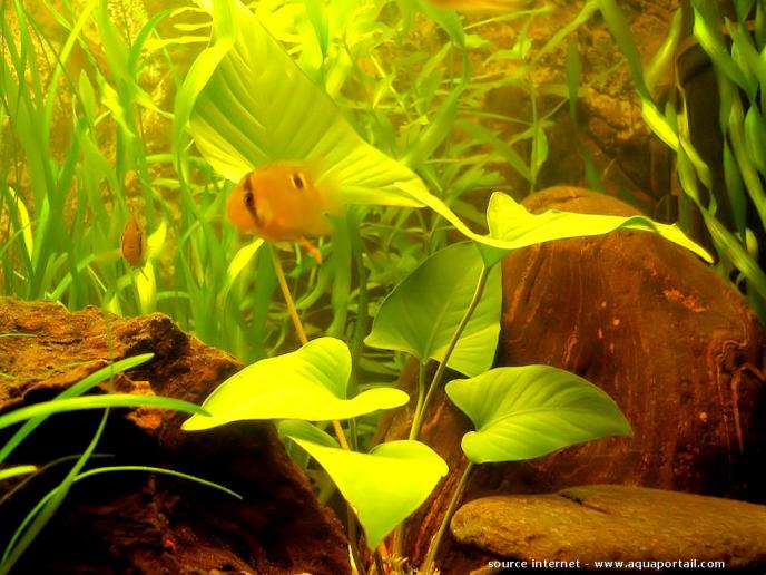 Anubias gracilis slender