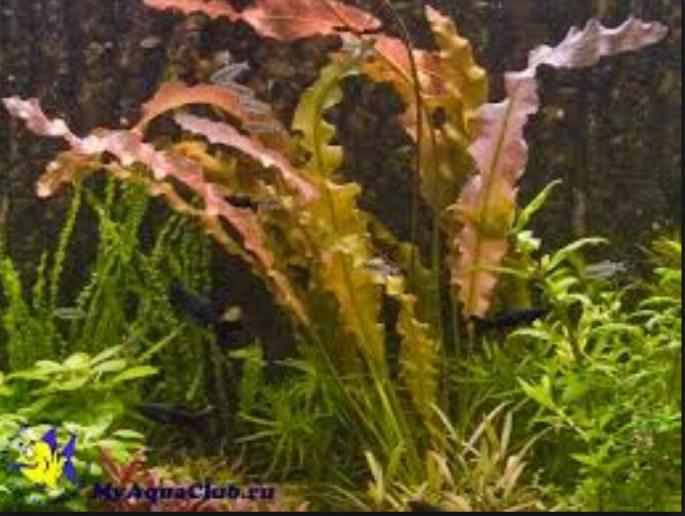 Aponogeton crispus red