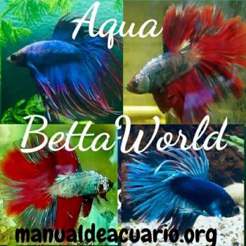 Aqua betta world 20190408 222344