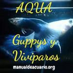 Aqua guppysviviparos 20190416 233208