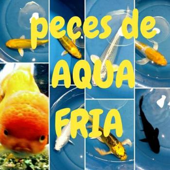 Aqua peces de agua fria 20190408 222221