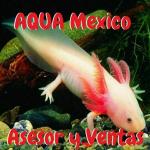 Aquamexico asesorventas 20190408 223208