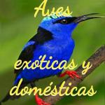 Grupo Whatsapp de aves exoticas y domesticas de Aqua Internacional Friends