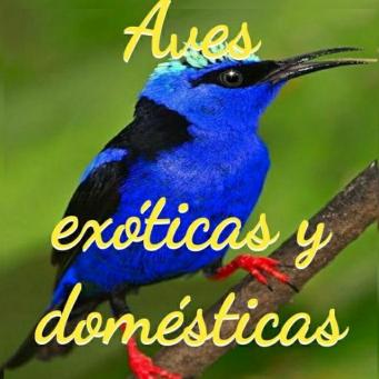 Grupo Whatsapp de aves exoticas y domesticas de Aqua Internacional Friends