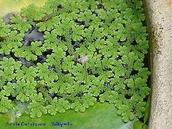 Azolla caroliniana