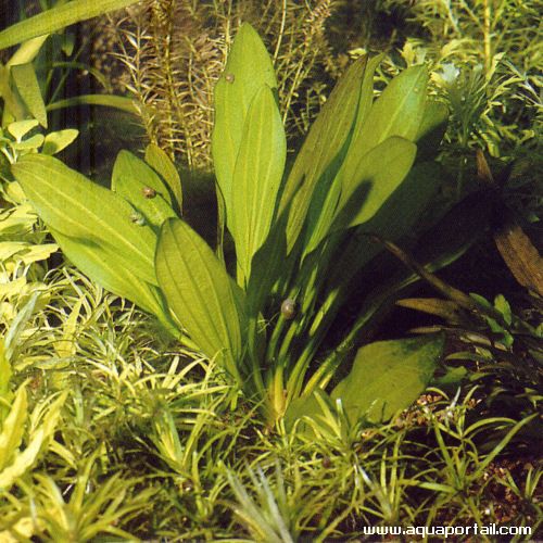 echinodorus subalatus