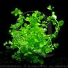 Bacopa australis