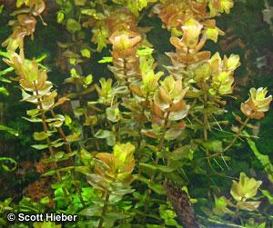 Bacopa caroliniana