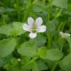 Bacopa monnieri