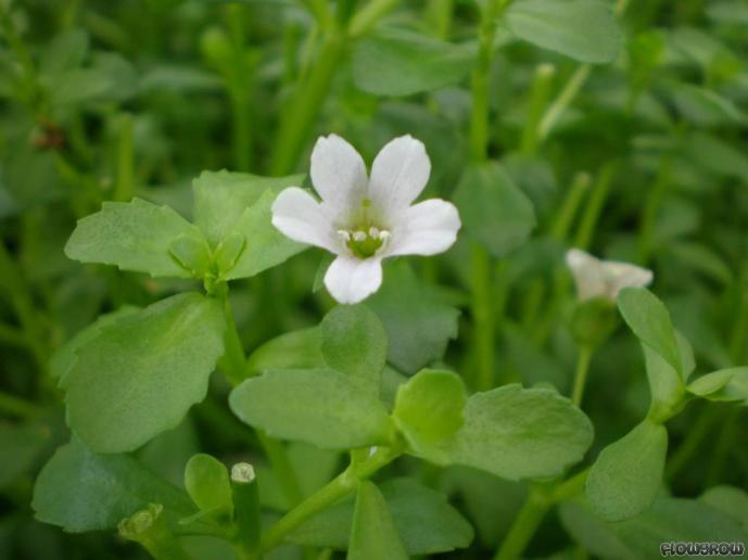 Bacopa monnieri