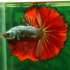 Betta Splendens Combatiente Siamés, Luchador de Siam, Pez Combatiente de Siam