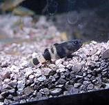 Brachygobius xanthozonus gobio avispa pez avispa