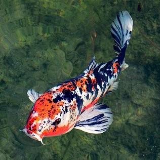 Cyprinus Carpio Carpa Común, Carpa Europea, Koi