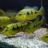 Cichla intermedia pavon real