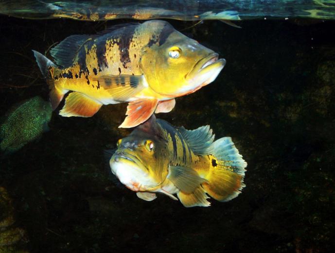 Cichla Ocellaris Pavón, Pavón Mariposa, Pavón Tres Estrellas, Sargento, Tucunare