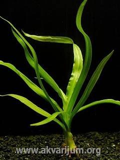 Crinum thaianum 1