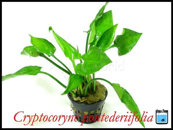 Cryptocorine Pontederiifolia