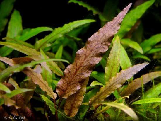 Cryptocorine undulata broads leaves