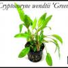 Cryptocorine wendtii green