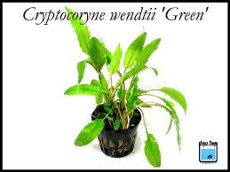 Cryptocorine wendtii green