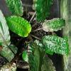 Cryptocoryne affinis 1