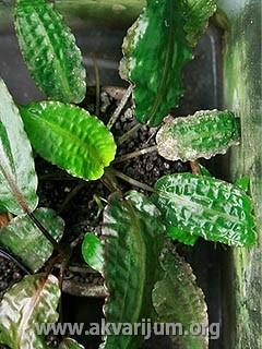 Cryptocoryne affinis 1