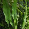 Cryptocoryne ciliata 1