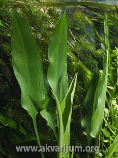 Cryptocoryne ciliata 1