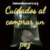 Cuidados al comprar un pez