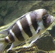 Cyphotilapia frontosa ciclido frontosa