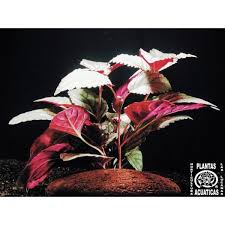 hemigraphis spec"Silver Leaf"