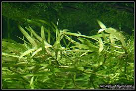 heteranthera dubia o zosterella dubia
