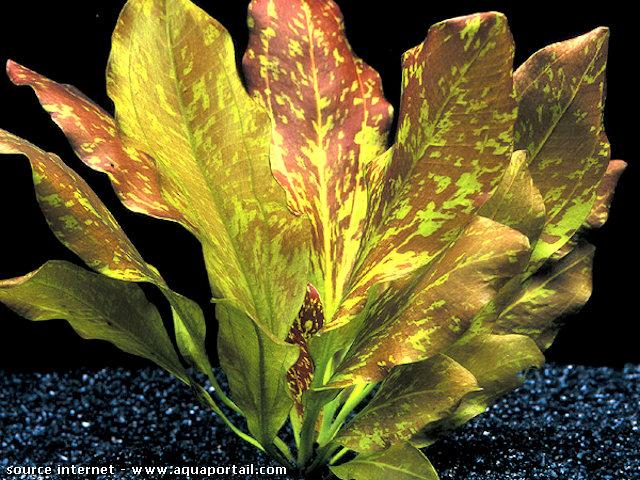 Echinodorus ozelot red flame se diferencia por hojas rojas con manchas verdes