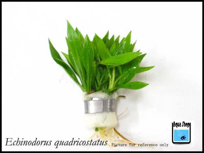 Echinodorus quadricostatus