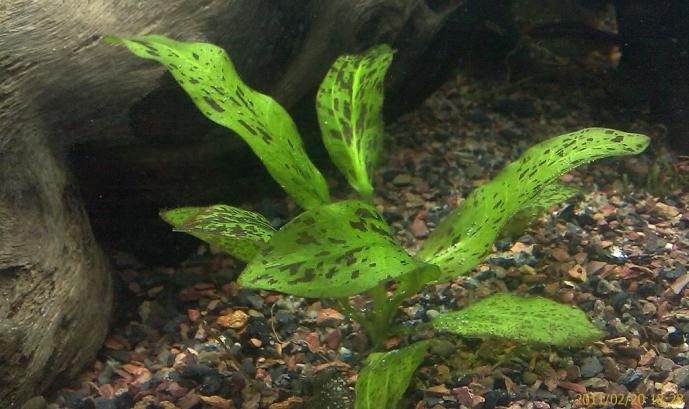 Echinodorus schlueteri leopard