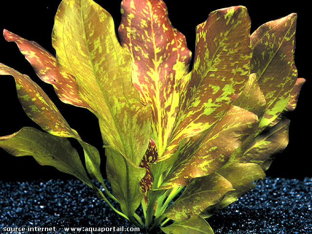 echinodorus ozelot Red flame, se diferencia por hojas rojas con manchas verdes